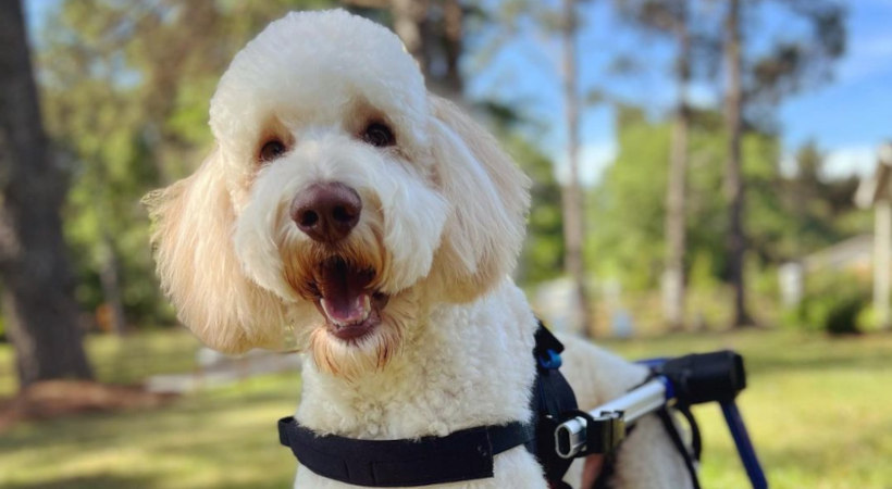 Top Health Concerns for Golden Doodles