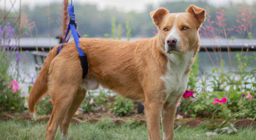 What Plants are Poisonous to Dogs?