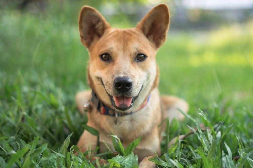How to Start Preparing for Dog Adoption