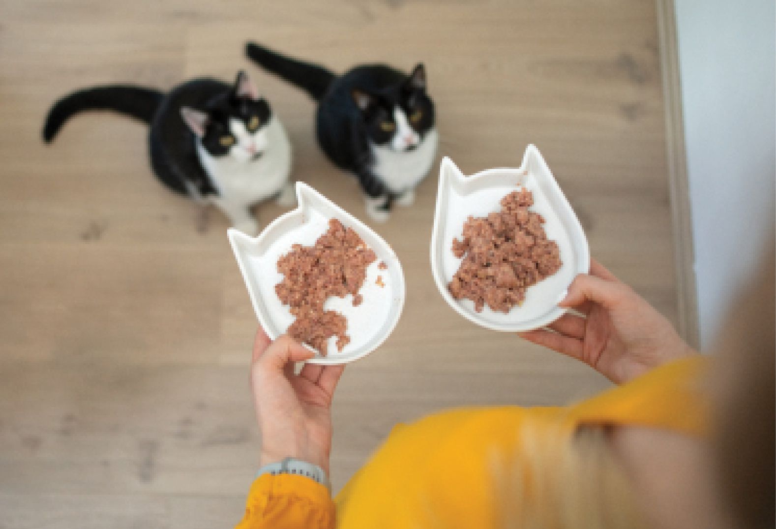 Solutions for Kitty’s Lack of Appetite