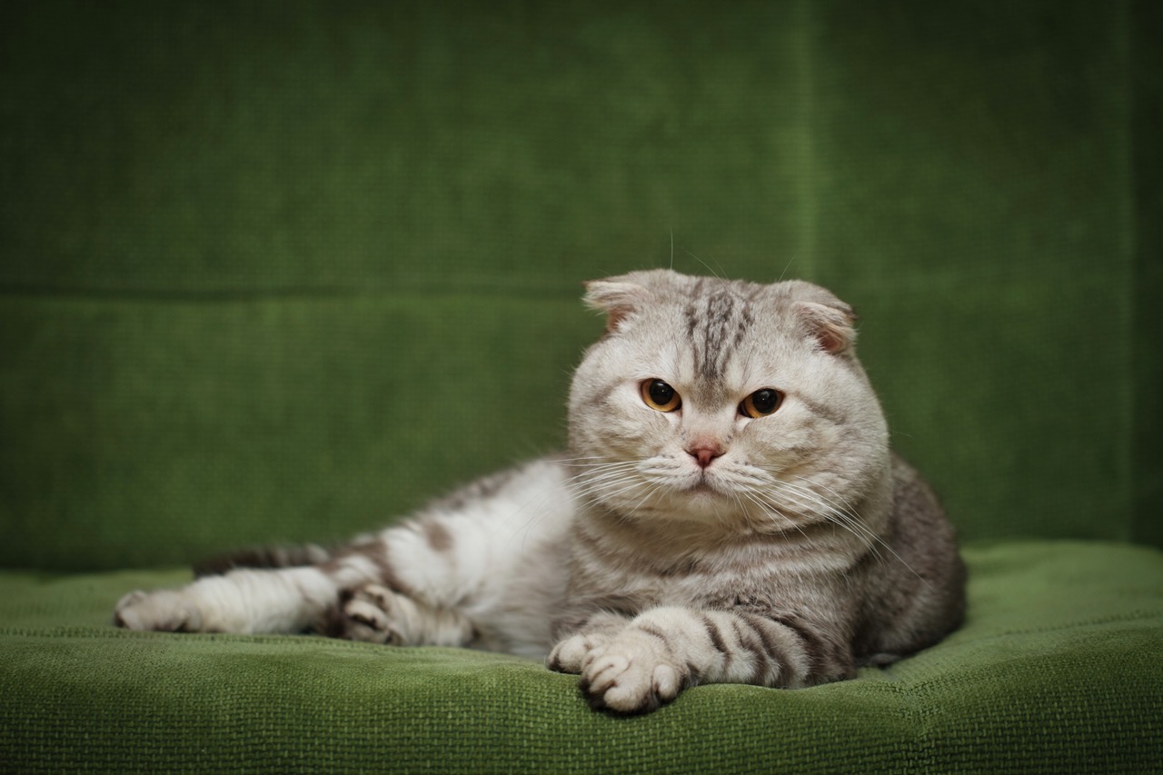 The Netherlands Wants To Ban Designer Breeds