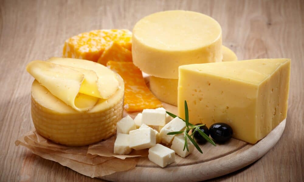 Can Dogs Eat Cheese? – The Dogington Post