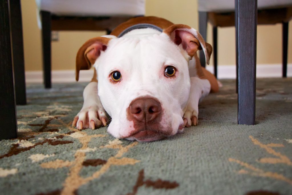Benefits of have a dog