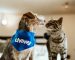 Best Pets for Apartments 2