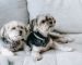 Dog Breeds for Apartments 4
