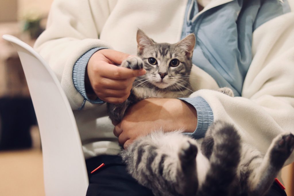 How often should you take your pet to the vet