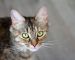 Is Vitamin E good for cats