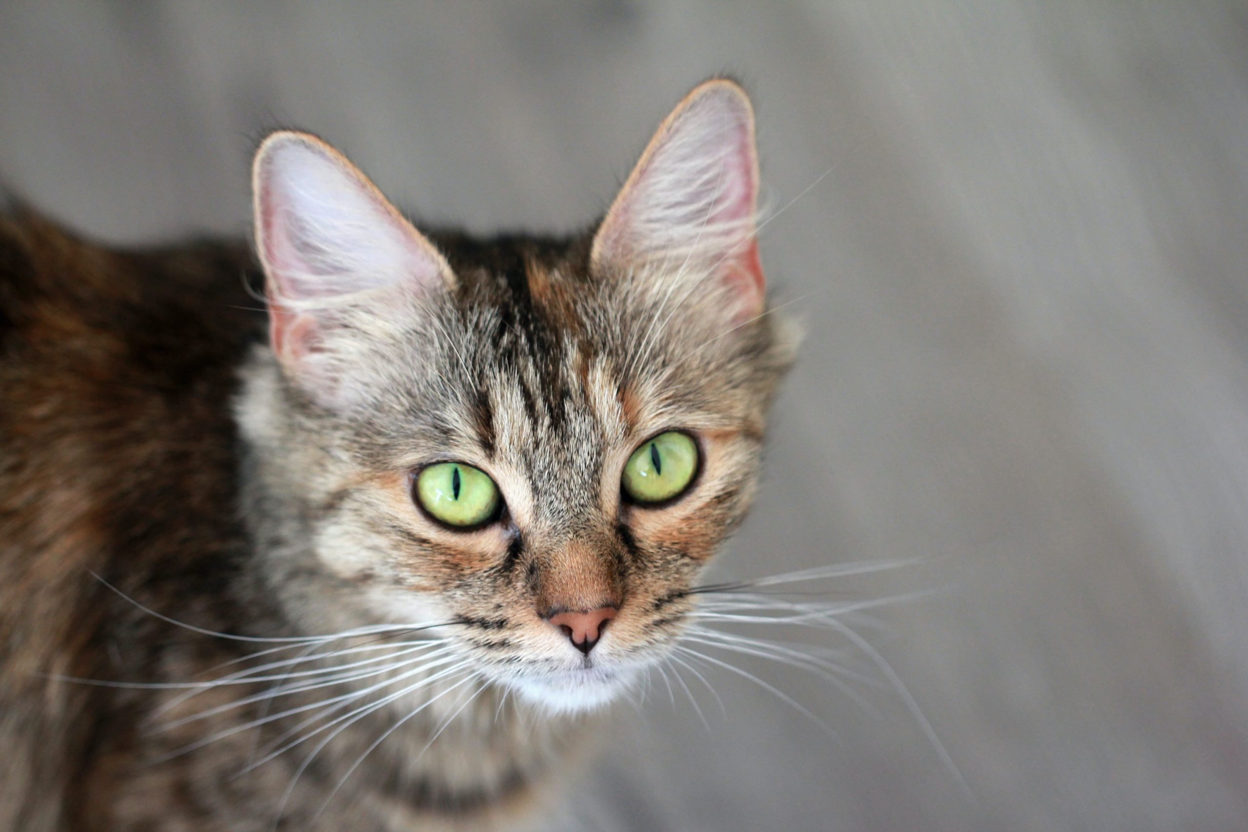 Is Vitamin E good for cats