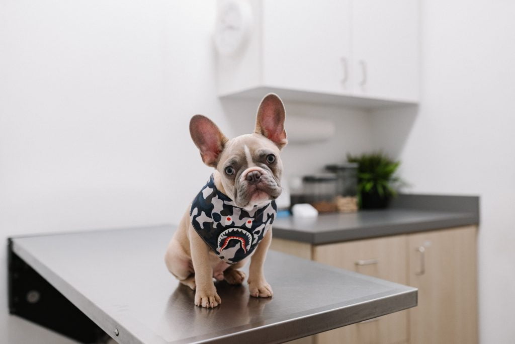 What vaccinations do puppies need at 8 weeks